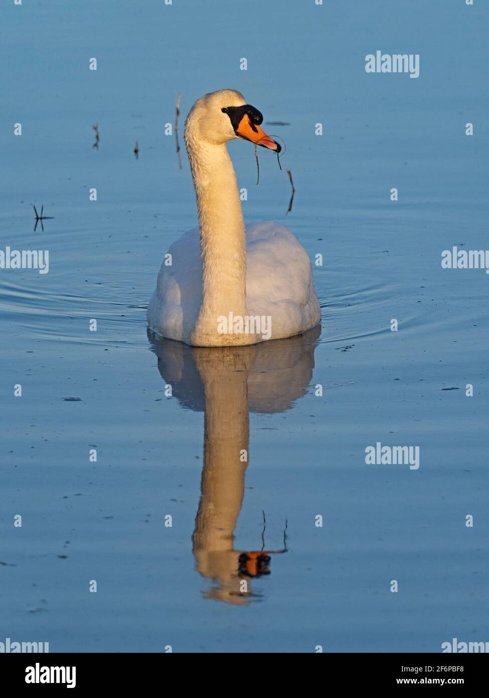 Mute Swan, Cygnus olor, homme, CLEY, Norfolk Banque D'Images