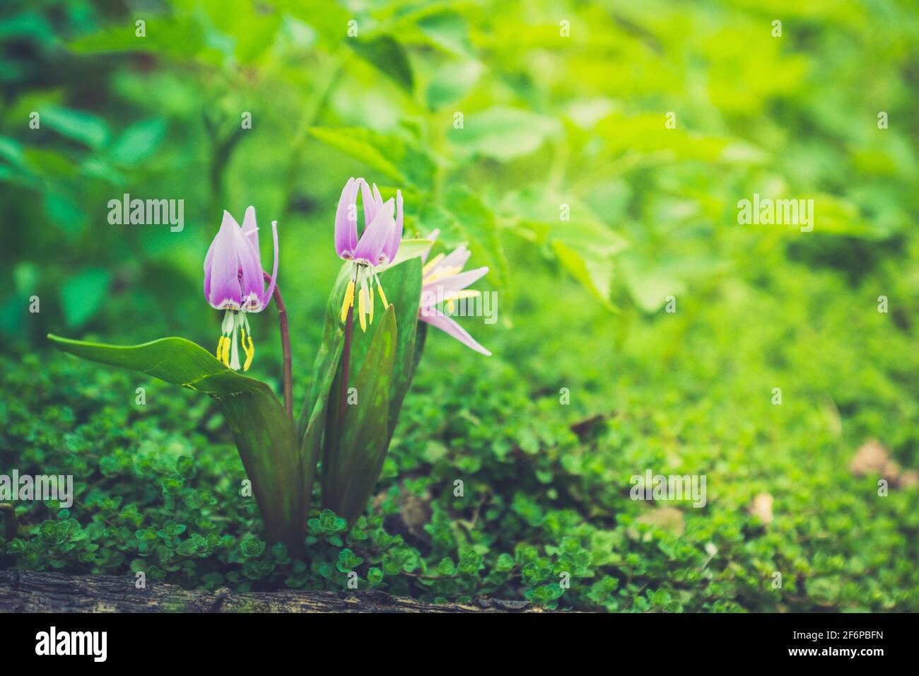 Nénuphars sibérien (Erythronium sibiricum). Mise au point sélective. Banque D'Images