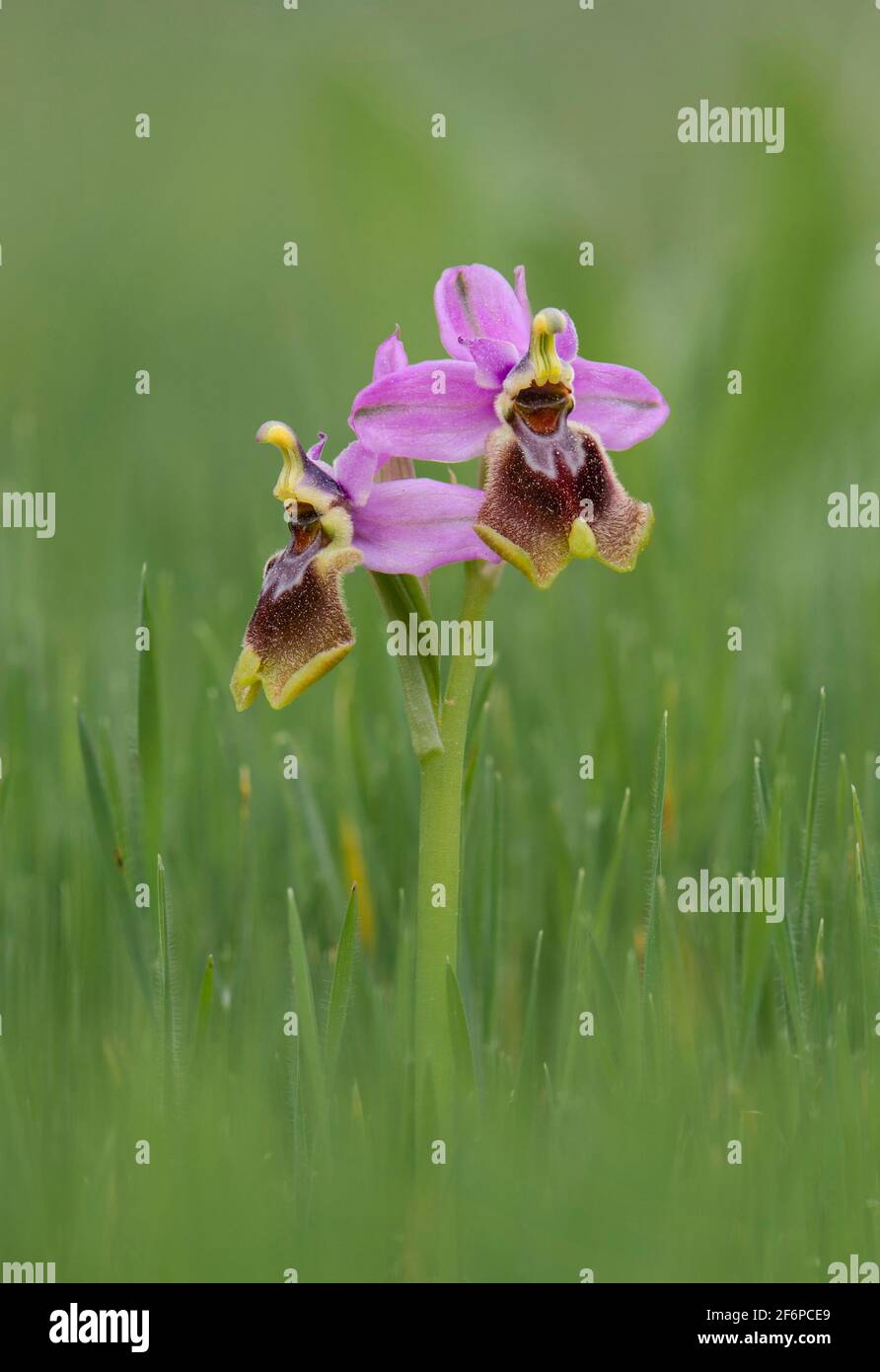 Orchidée à la mouche, orchidée sauvage Ophrys tenthredinifera, fleur sauvage, Andalousie, sud de l'Espagne. Banque D'Images