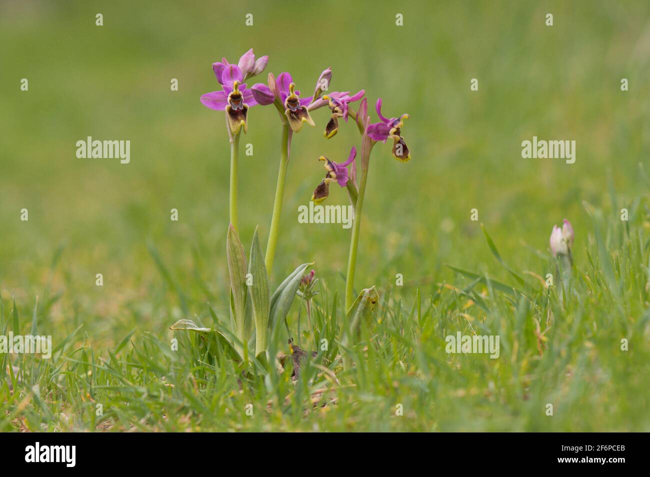 Orchidée à la mouche, orchidée sauvage Ophrys tenthredinifera, fleur sauvage, Andalousie, sud de l'Espagne. Banque D'Images