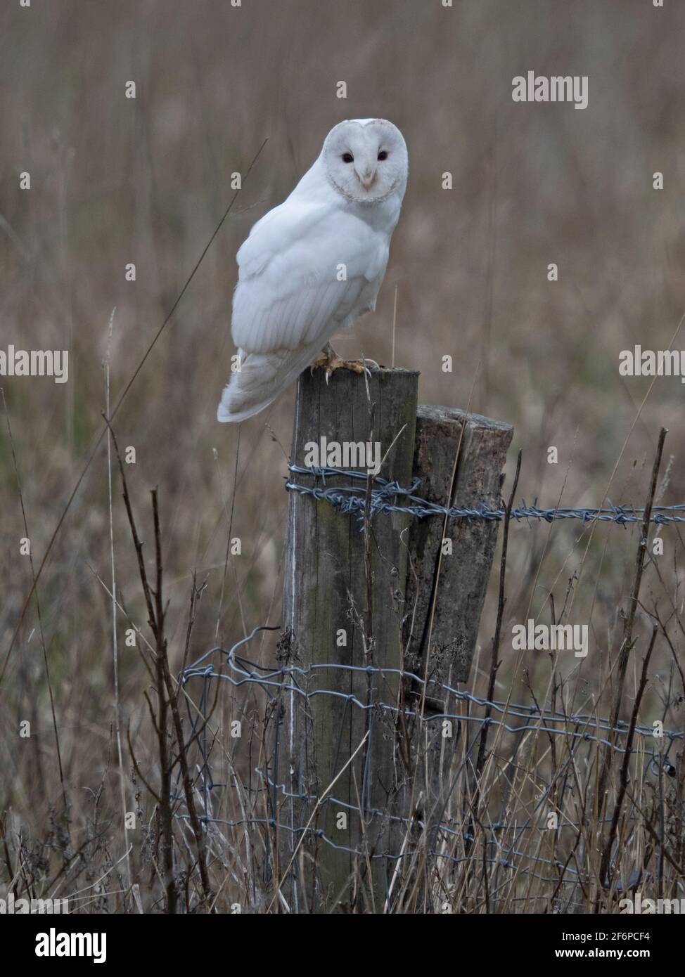 Barn Owl, Tyto alba, mâle leuciste appelé Casper par quelques ornithologues, CLEY, North Norfolk, mars Banque D'Images