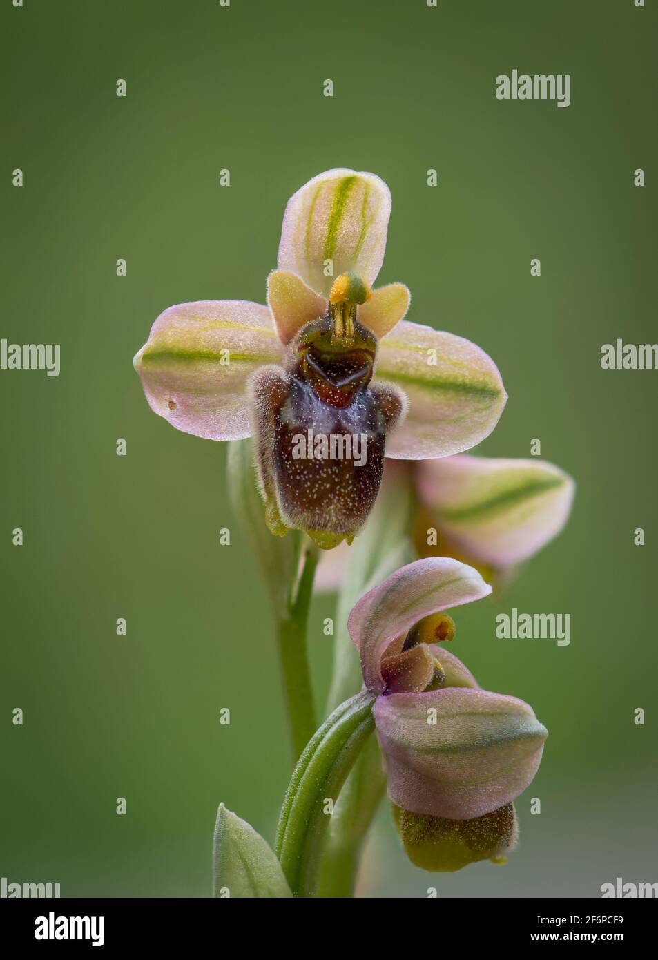Ophrys x sommieri, orchidée sauvage hybride entre Ophrys bombyliflora x Ophrys tenthrédinifera, Andalousie, Espagne. Banque D'Images