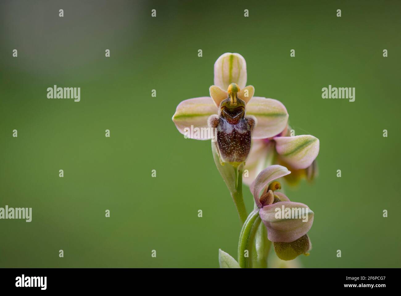 Ophrys x sommieri, orchidée sauvage hybride entre Ophrys bombyliflora x Ophrys tenthrédinifera, Andalousie, Espagne. Banque D'Images