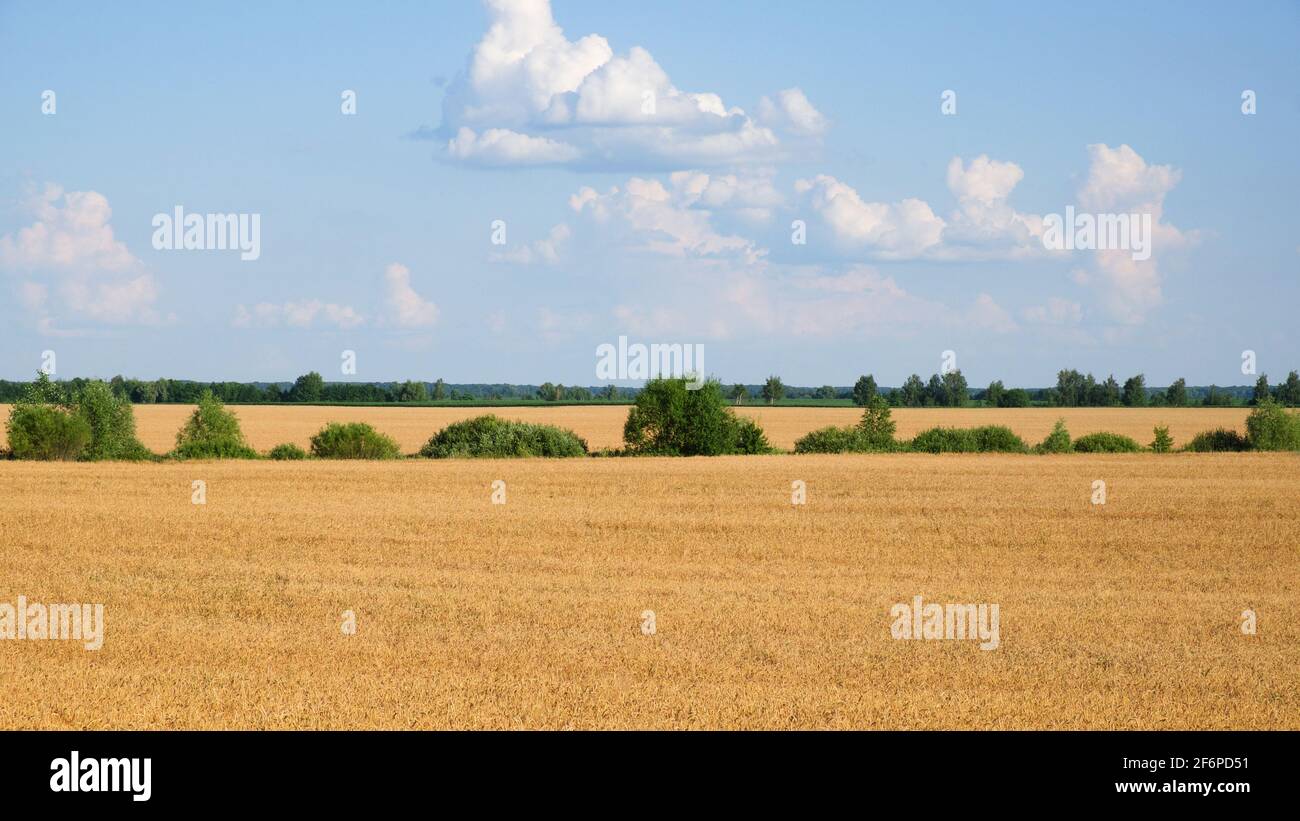 Plusieurs arbres au milieu d'un vaste champ de blé mûr en été. Terres agricoles avant la récolte du grain. Paysage rural pittoresque. Nuages blancs moelleux Banque D'Images