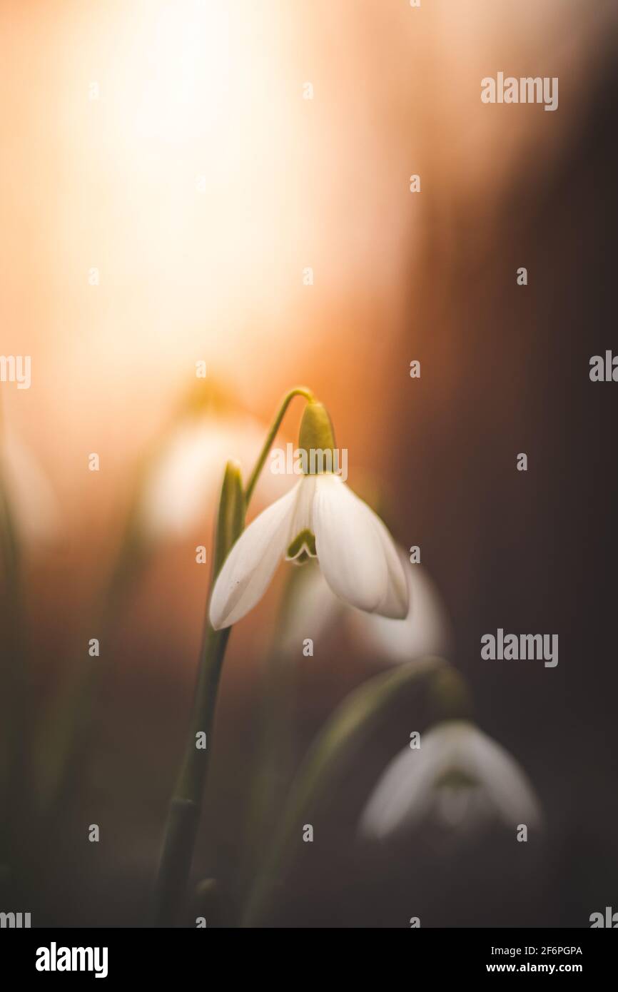 Gros plan au coucher du soleil sur une fleur de printemps en fleurs d'une chute de neige commune dans le désert éveillé. Mère nature montre de nouveau sa beauté. Galanthus nivali Banque D'Images