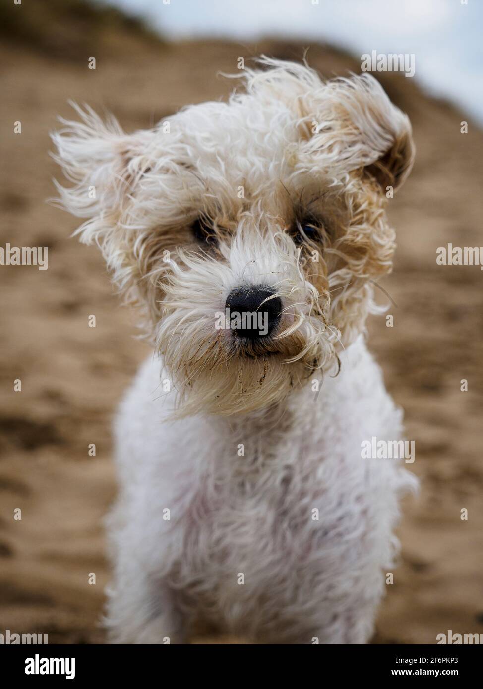 Portrait d'un petit chien blanc à la plage, Royaume-Uni Banque D'Images