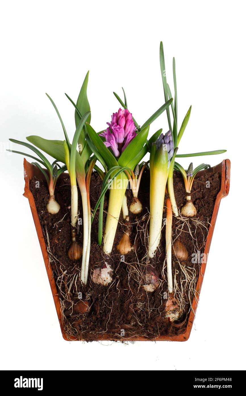 Lasagnes bulbes dans un pot isolé sur blanc. Coupe transversale de la superposition de bulbes - muscari, narcisse, tulipe jacinthe - pour une exposition dense et successionnelle. Banque D'Images