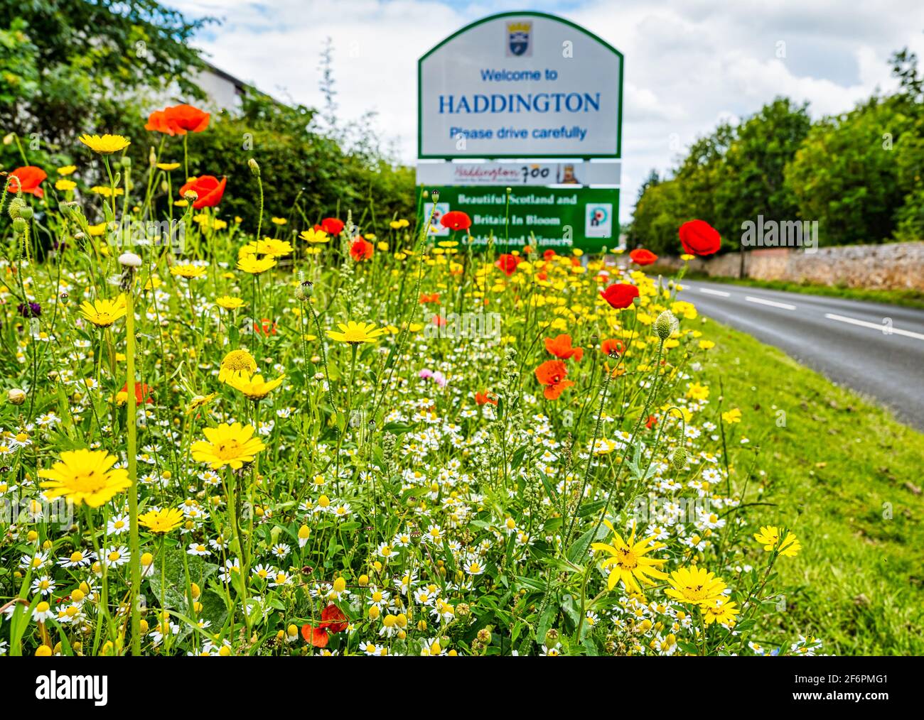 Fleurs sauvages sous le soleil d'été au bord de la route au panneau de la ville, avec le panneau de bienvenue de la ville de Haddington, East Lothian, Écosse, Royaume-Uni Banque D'Images