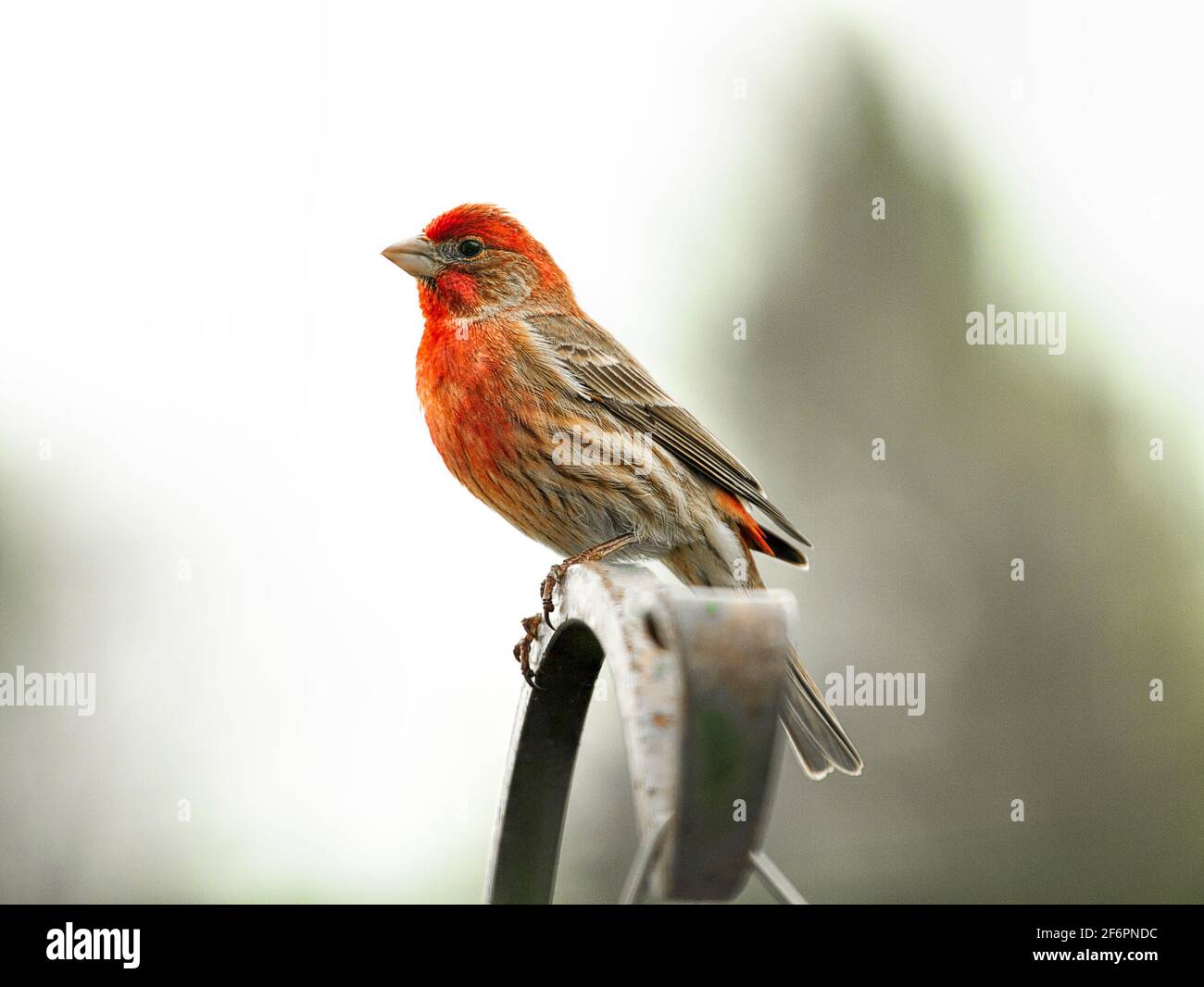 Joli Finch avec couronne rouge et allaitement au mangeoire à oiseaux ou sur le Bush lilas. Banque D'Images
