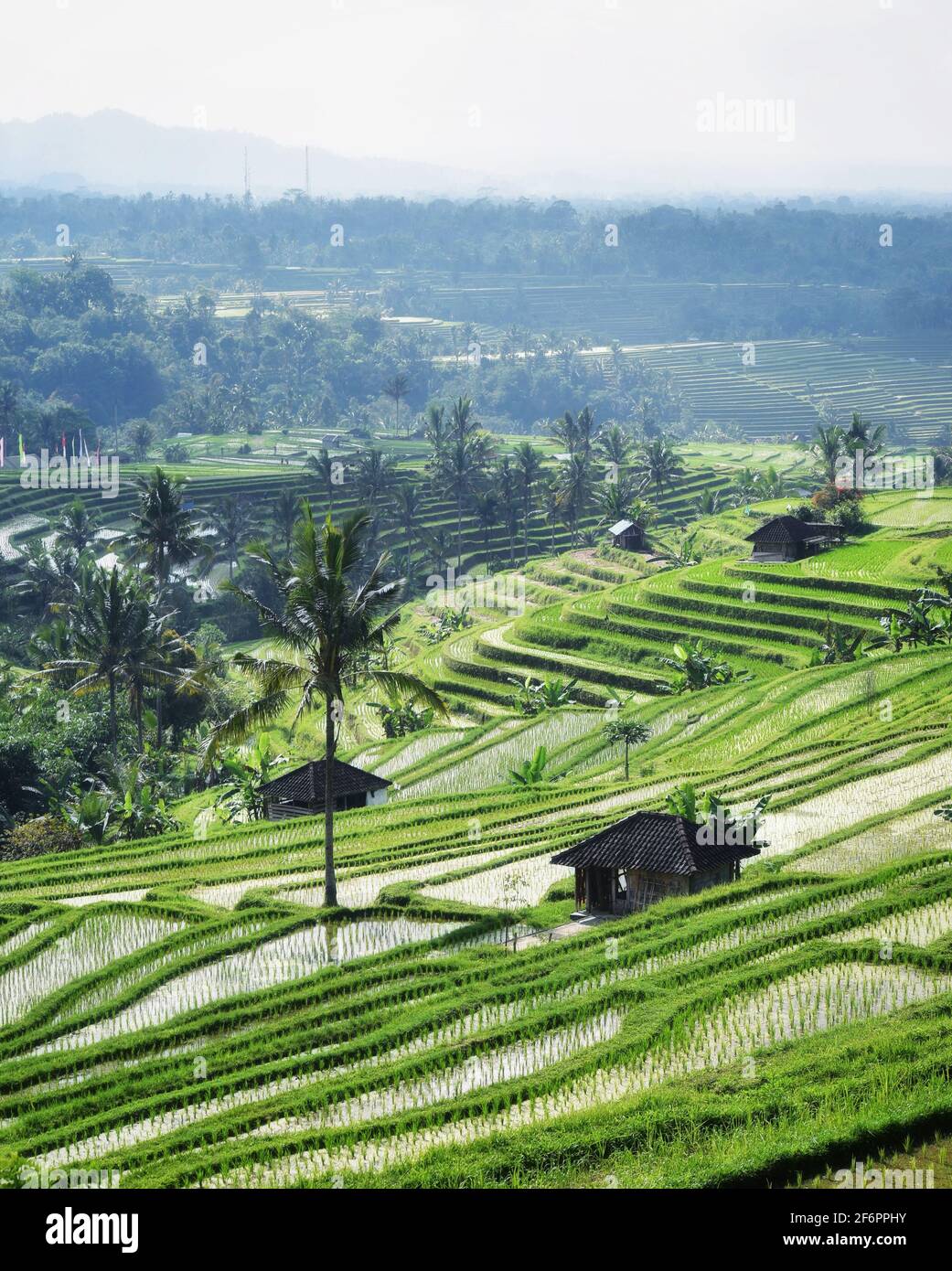 La beauté du ricefield à Jatiluwih Bali Banque D'Images
