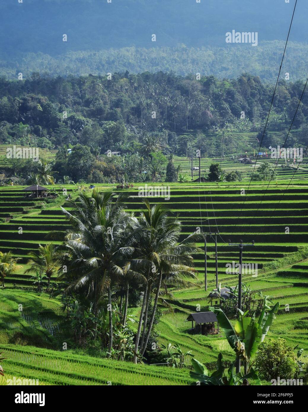 La beauté du ricefield à Jatiluwih Bali Banque D'Images