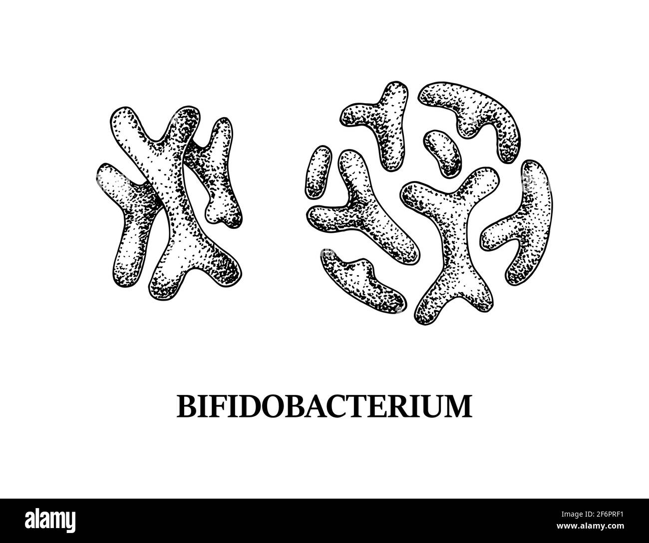 Bactéries bifidobacterium probiotiques dessinées à la main. Bon micro-organisme pour la santé humaine et la régulation de la digestion. Illustration vectorielle dans le style d'esquisse Illustration de Vecteur