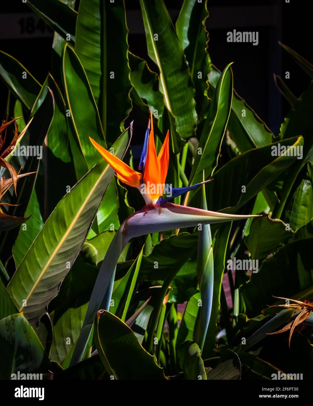 Oiseau de paradis coloré vivivivibrer plante à proximité avec vert foncé jardin décor flou d'arrière-plan Banque D'Images