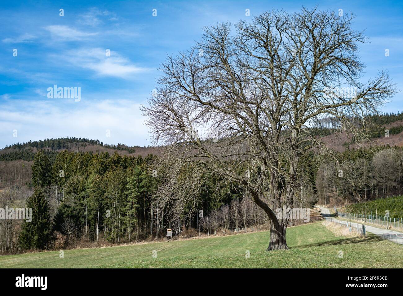 Un grand chêne sans feuilles sur un pré vert contre un ciel bleu avec quelques nuages. Vue paisible sur la nature changeante au début du printemps. Banque D'Images