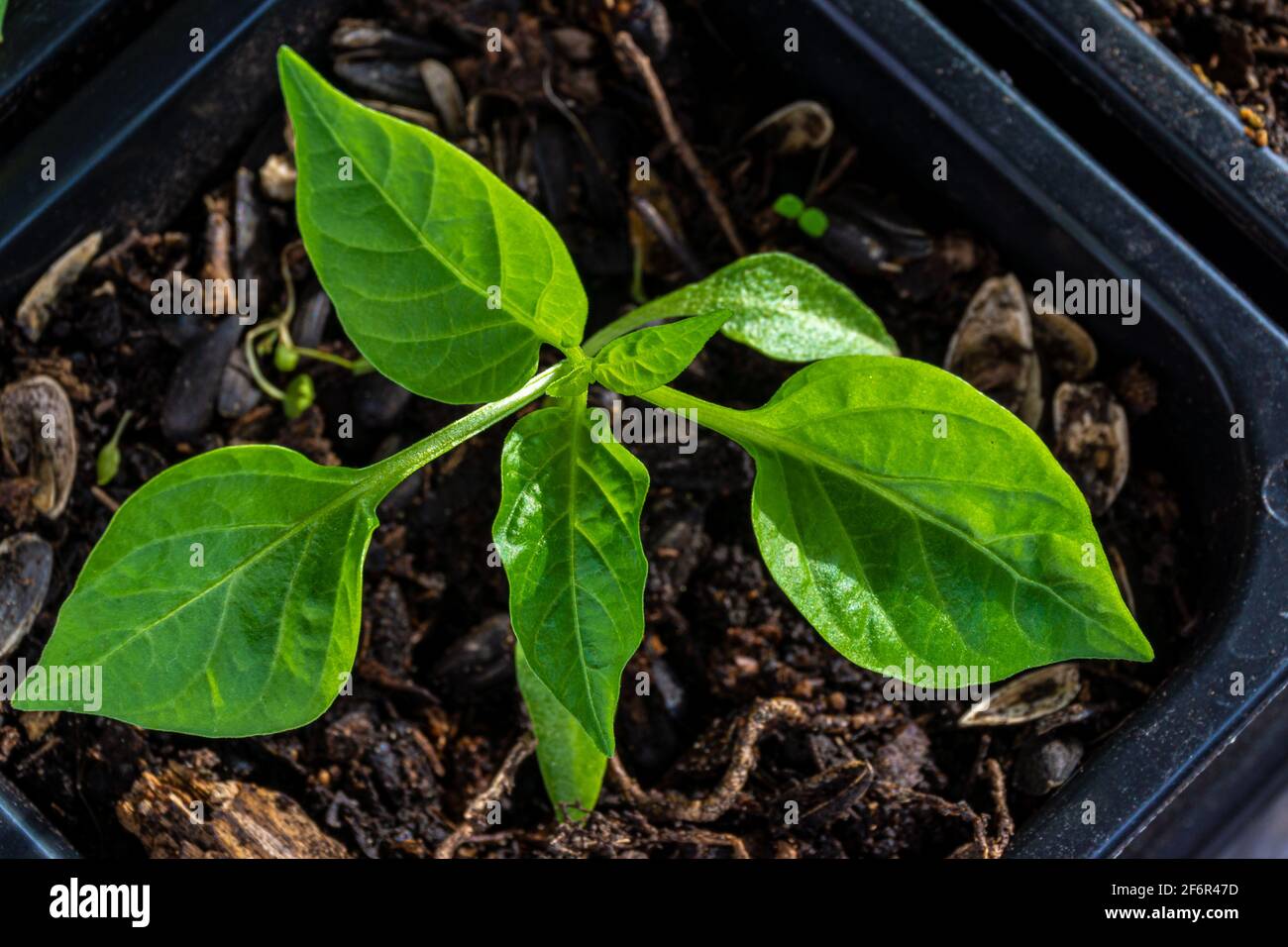 Les semis de Capsicum poussent dans un pot avec du sol. L'usine s'attend à des conditions favorables pour la transplantation en sol ouvert Banque D'Images