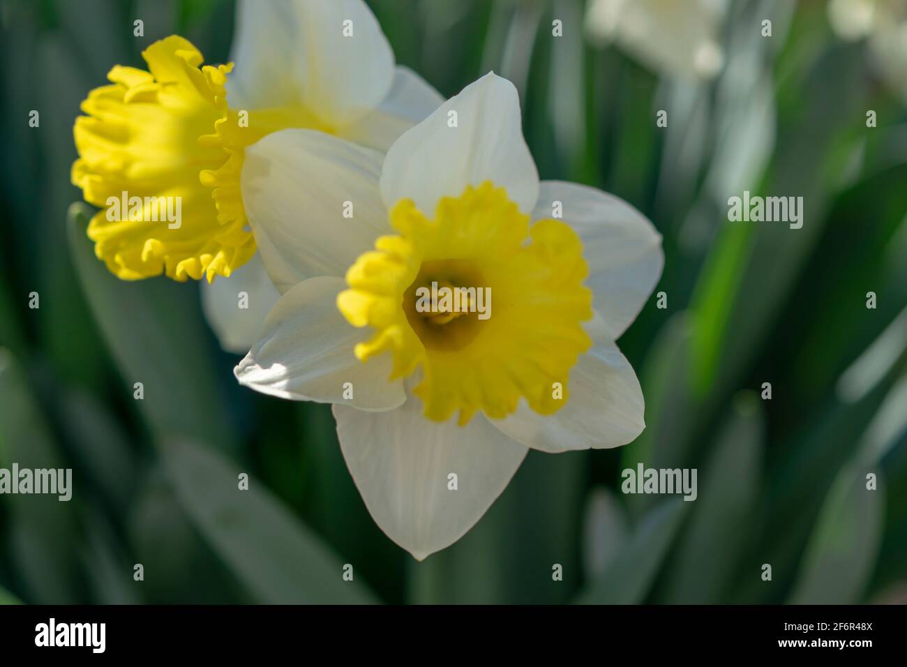 Fleur de Narcisse (Narcisse poeticus). Fleurs de joncisse Photo Stock -  Alamy