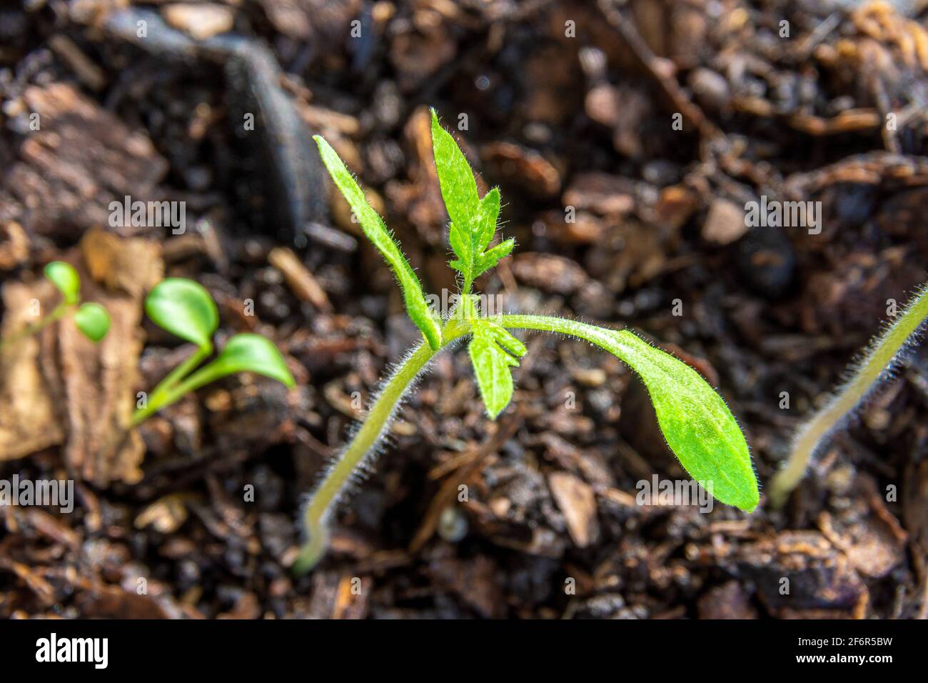 Les semis de tomates en mélange d'enrobage poussent à l'intérieur avec un éclairage artificiel supplémentaire. S'attend à des conditions favorables pour la plantation en terrain ouvert Banque D'Images