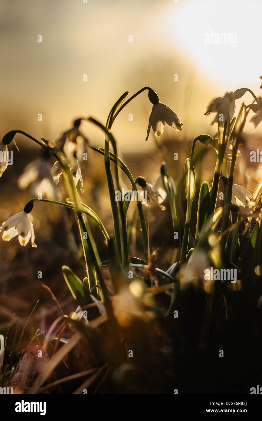 Leucojum vernum appelé flocon de neige de printemps.première fleur blanche de printemps avec des marques vertes et jaunes.belles fleurs en fleurs au coucher du soleil arrière-plan flou. Banque D'Images