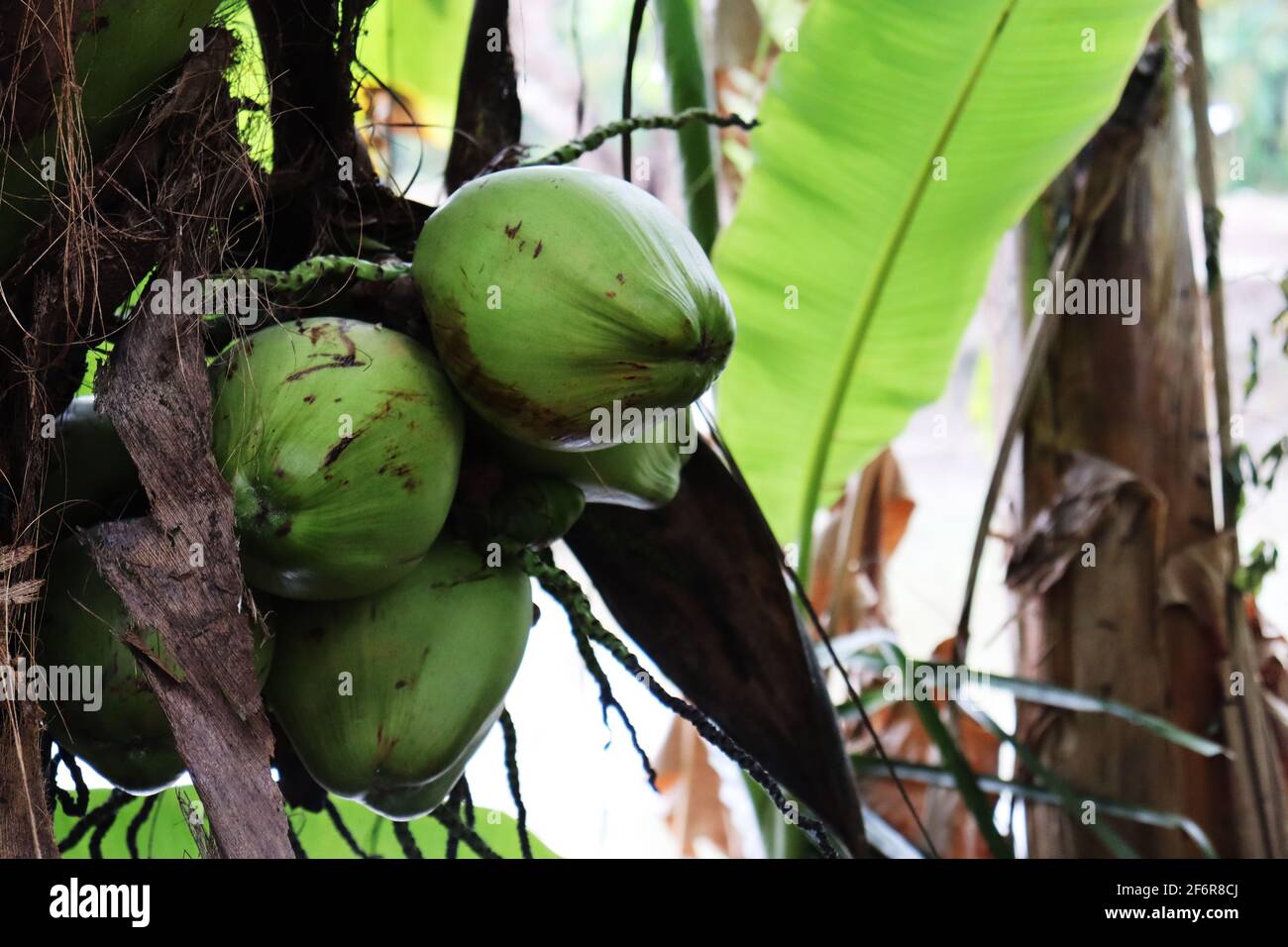 La noix de coco est le fruit de la noix de coco (Cocos nucifera). Il est utilisé pour son eau, son lait, son huile et sa viande savoureuse. Banque D'Images
