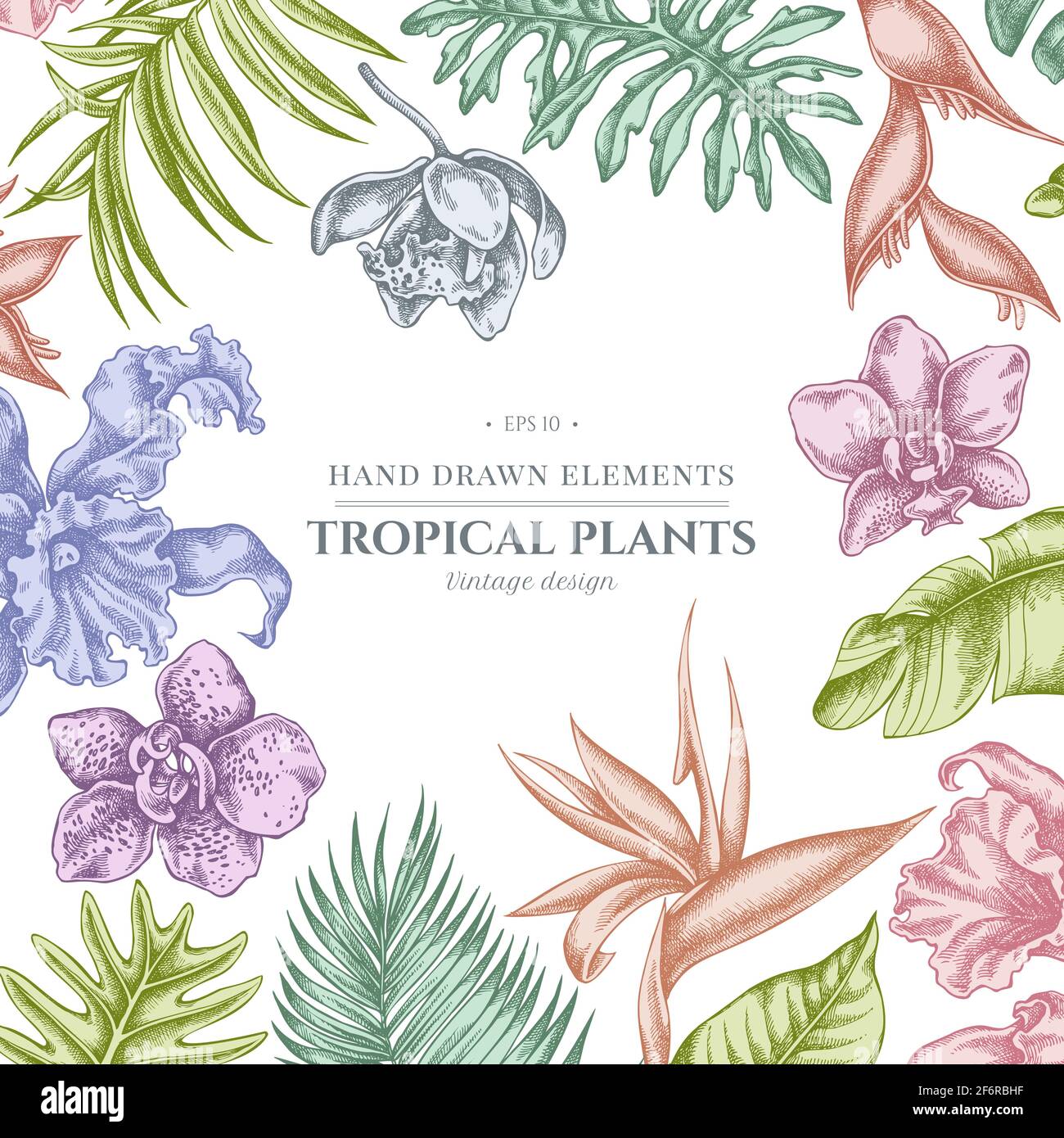 Motif floral avec une monstère pastel, feuilles de palmier banane, strelitzia, Heliconia, feuilles de palmier tropicales, orchidée Illustration de Vecteur