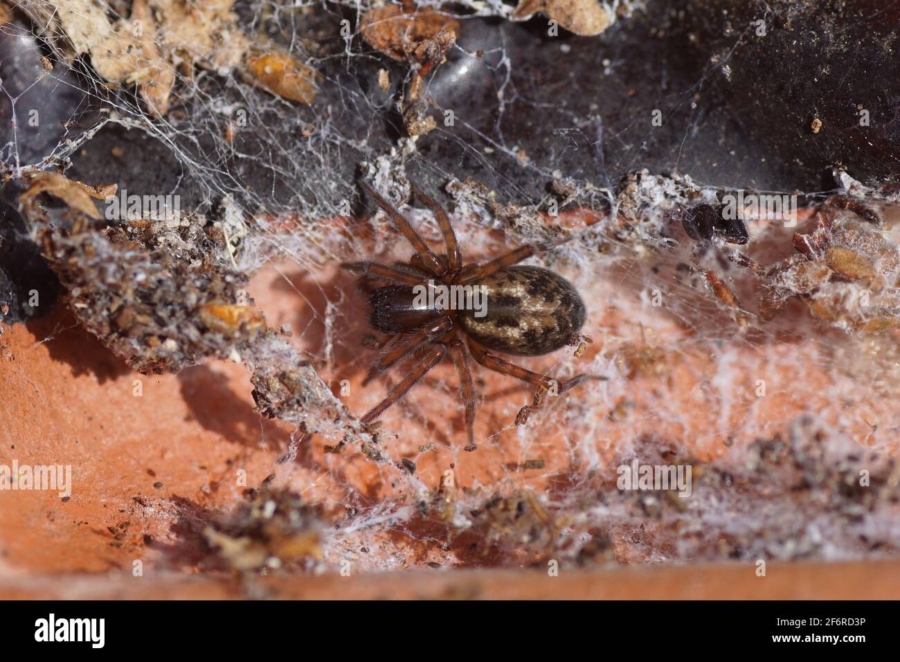 Sous des toiles d'araignée décolorées et sous un carreau de toit sur le sol. Araignée de fenêtre, Amaurobius fenestralis ou Amaurobius similis. Araignées à nid enchevêtrées de famille Banque D'Images