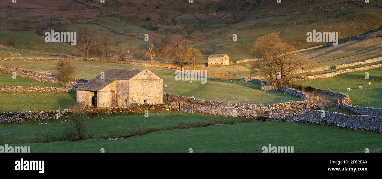 La lumière du matin se diffuse sur une scène typique des Yorkshire Dales près de Malham, mettant en valeur les murs en pierre sèche, les granges et les ruelles. Banque D'Images