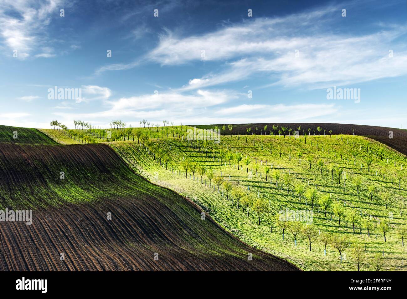 Vagues vertes, brunes et jaunes des champs agricoles de la Moravie du Sud, République tchèque. Paysage rural de printemps avec des collines colorées rayées avec arbre Banque D'Images