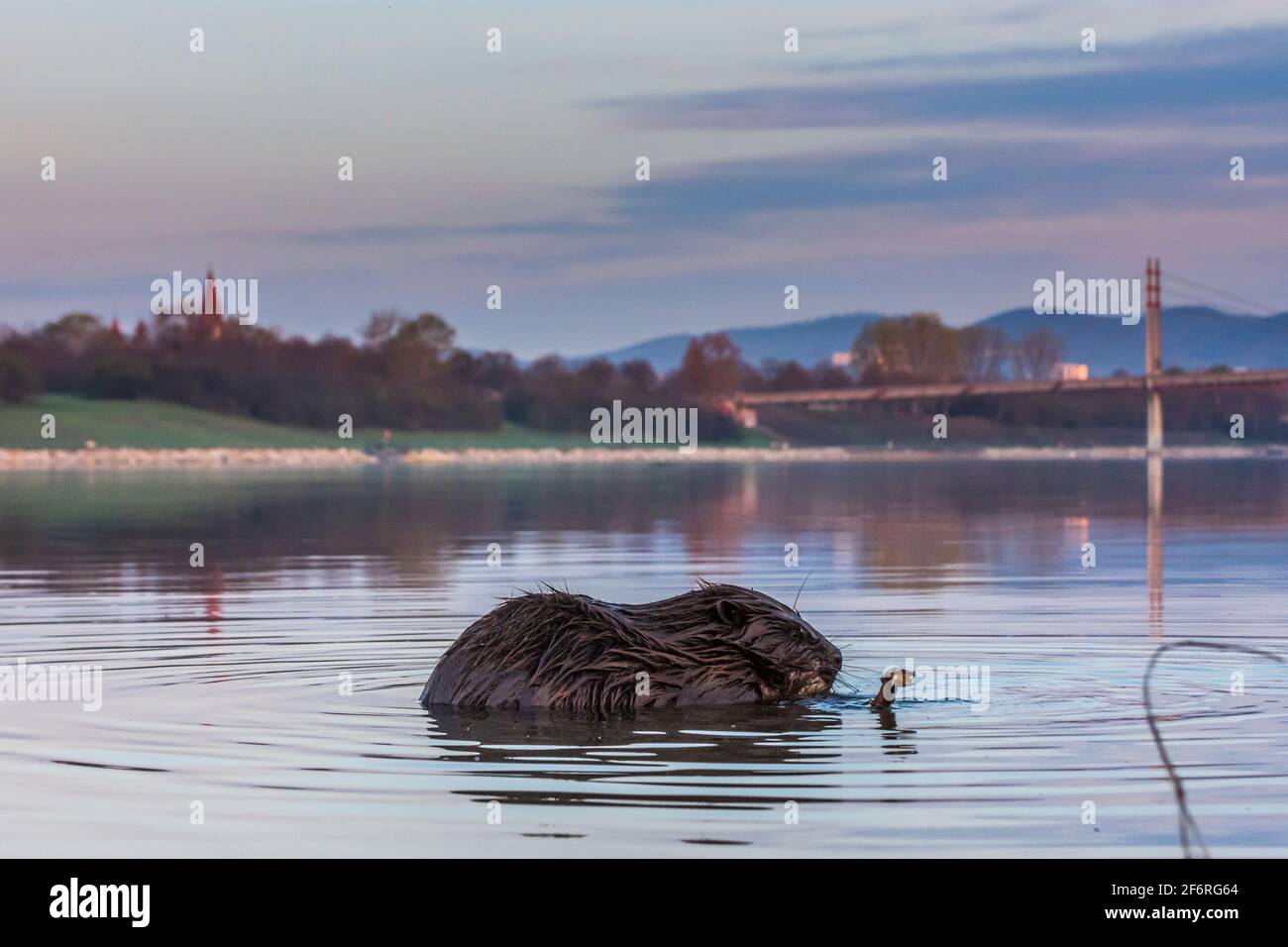 Wien, Vienne: Castor eurasien ou castor européen (fibre de Castor) manger l'écorce de branche dans la rivière Neue Donau (Nouveau Danube), pont Kaisermühlenbrücke en 2 Banque D'Images