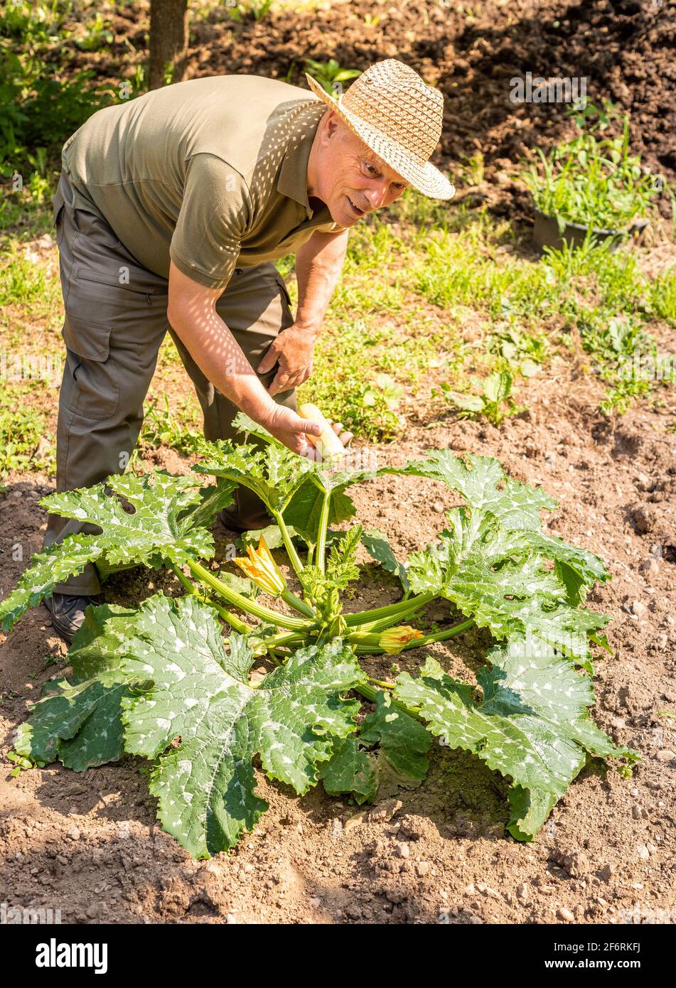 L'homme âgé collecte des courgettes de moelle organique blanche dans le jardin de légumes, récolte estivale de légumes. Banque D'Images