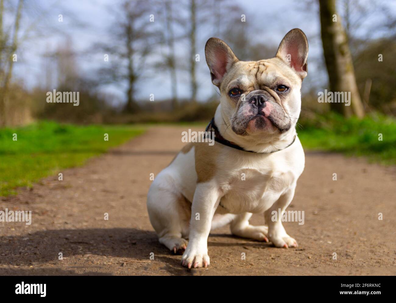portrait d'un chien de taureau dur sur un chemin dans le parc. Le matin du printemps. Marchez avec le chien Banque D'Images portrait d'un chien de taureau dur sur un chemin dans le parc. Le matin du printemps. Marchez avec le chien Banque D'Images