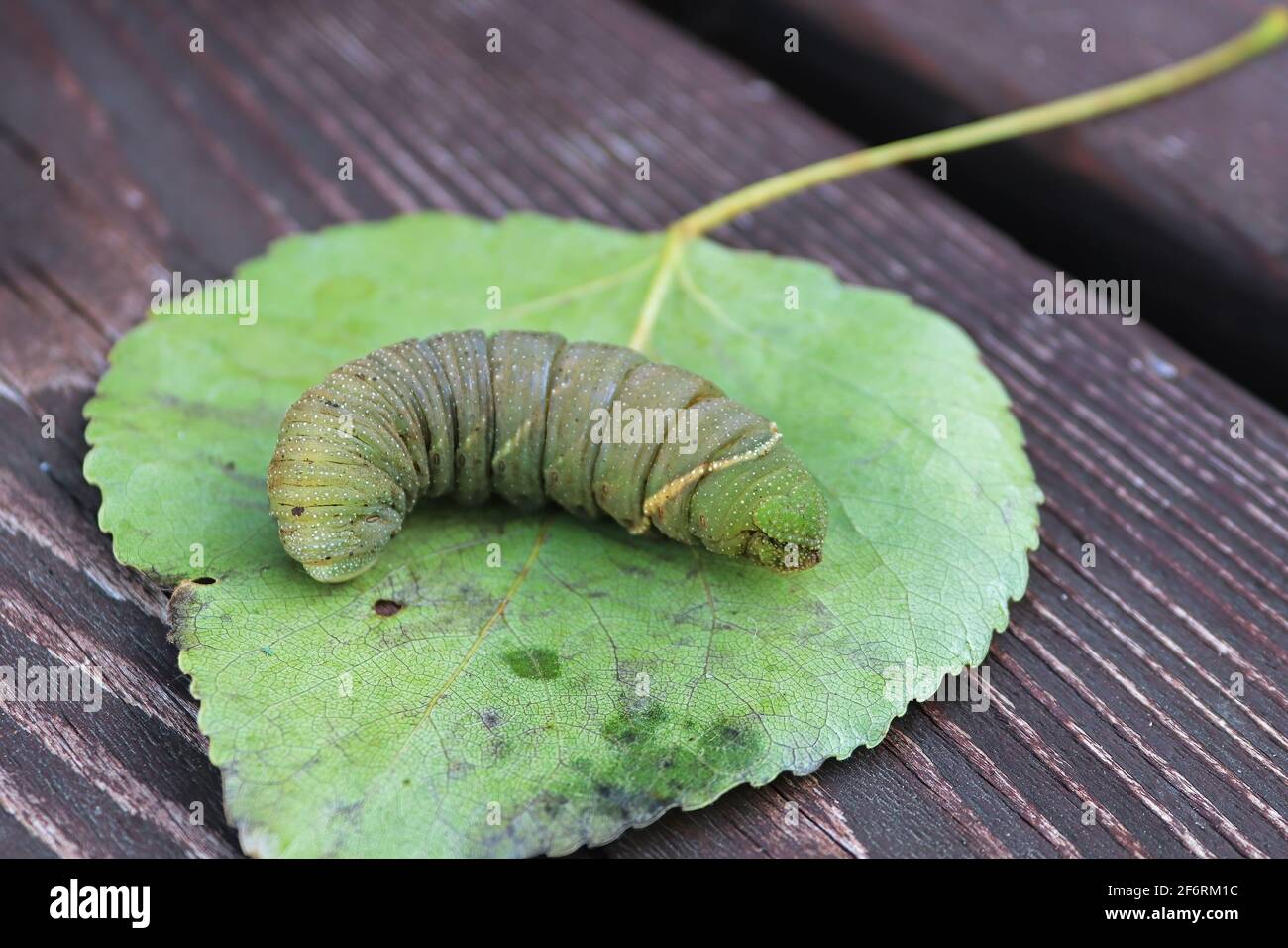 Macro d'une chenille de peuplier sur une feuille Banque D'Images