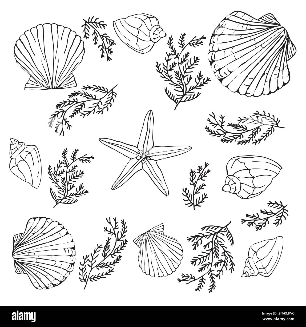 Collection Shell. Ensemble vectoriel avec coquillages et étoiles de mer pour votre conception Illustration de Vecteur