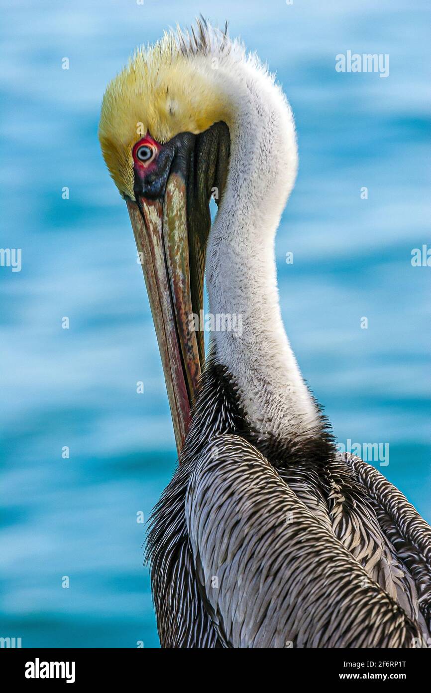 Pelecanus occidentalis est un oiseau de la famille des pélican, Pelecanidae, Banque D'Images