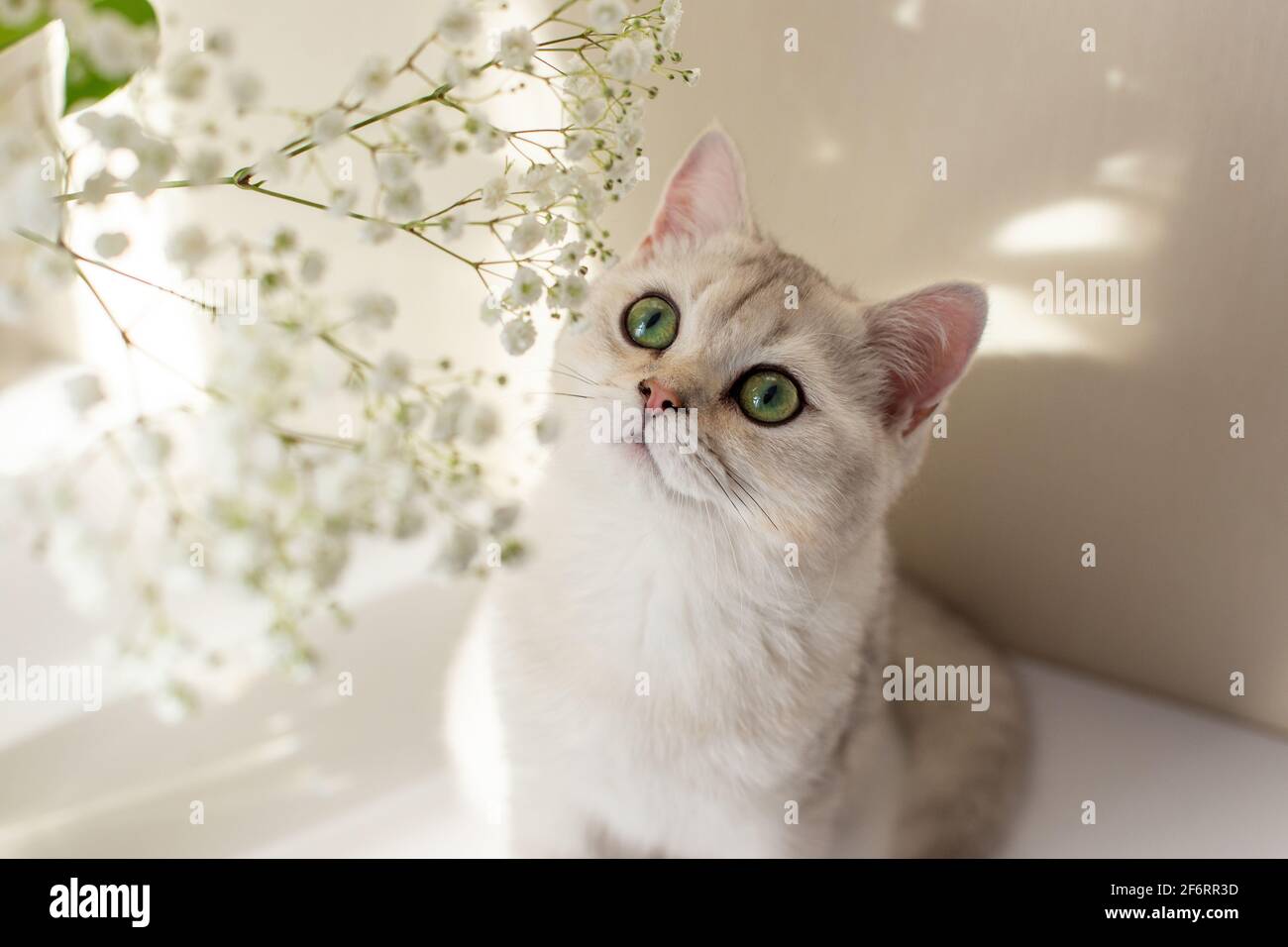 Portrait d'adorable chat britannique blanc, enferme sur des fleurs blanches de gitsophila, Banque D'Images