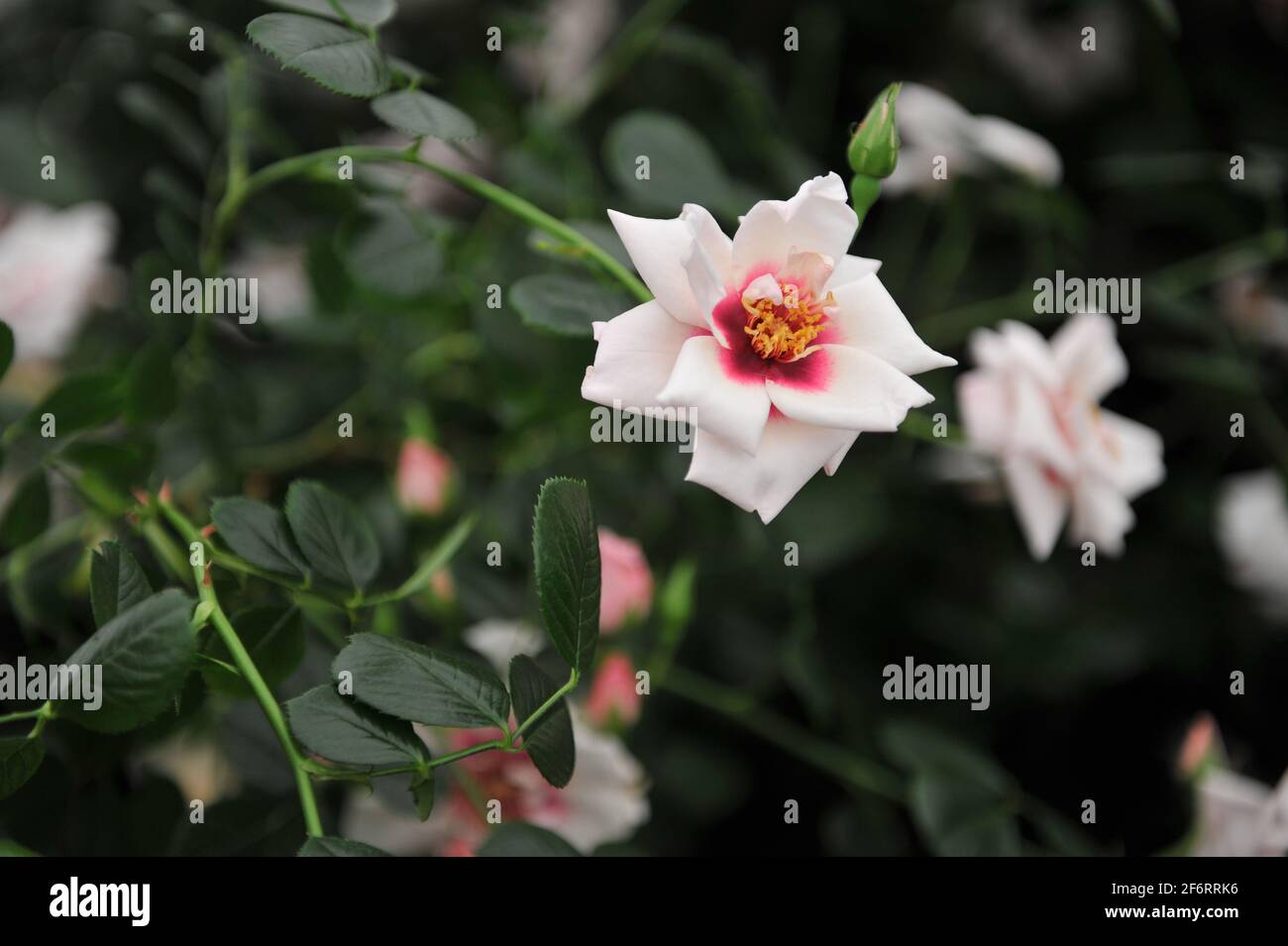Rose clair avec centre rouge grimpant hybride Hulthemia persica rose (Rosa) Chawton Cottage fleurit lors d'une exposition en mai Banque D'Images