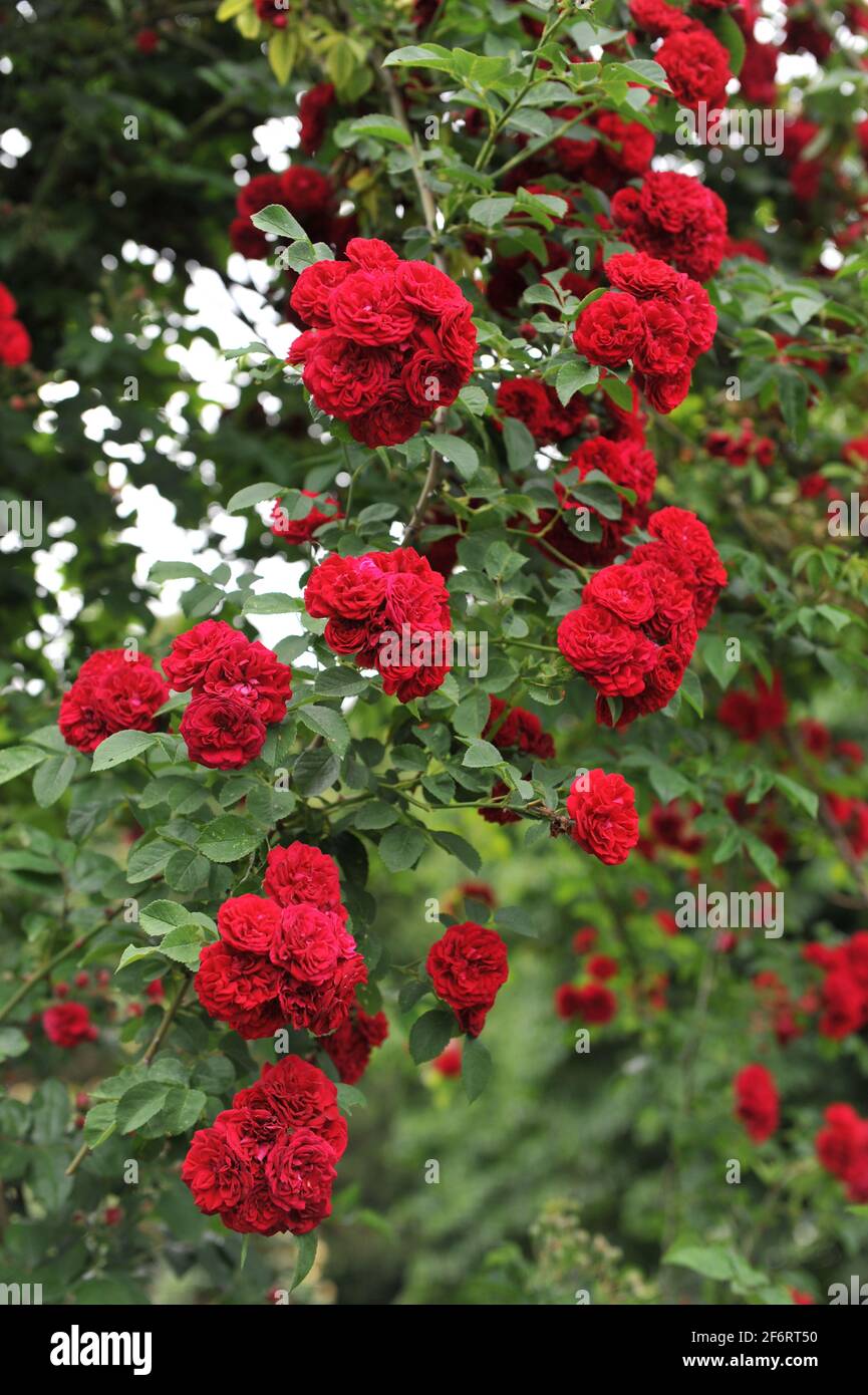 Rouge foncé hybride Multiflora rose (Rosa) Chevy Chase fleurit dans un jardin en juin Banque D'Images
