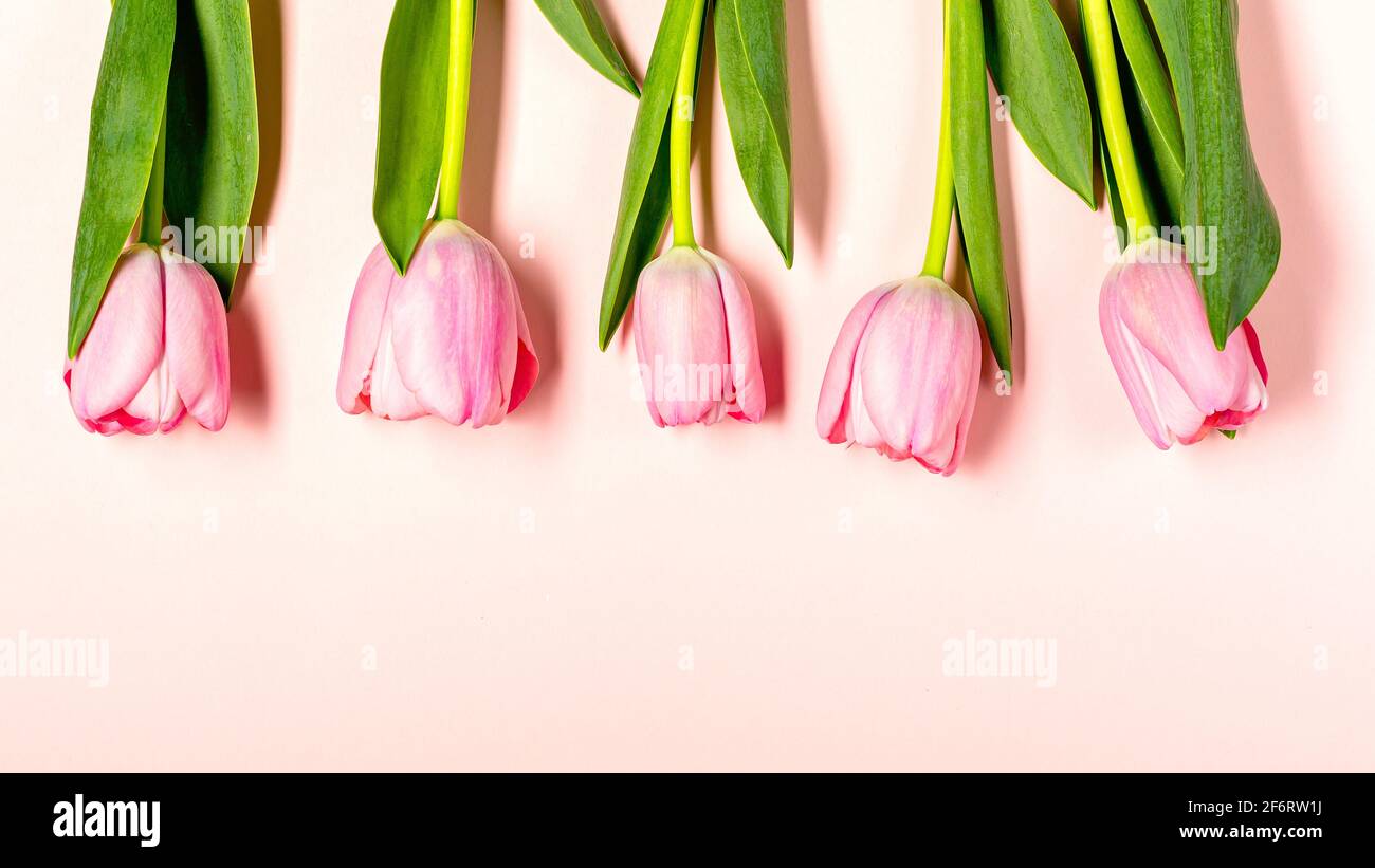 Bannière créative avec fleurs de tulipes sur texture rose pastel. Afficher avec espace de copie. Concept minimal d'amour de la nature. Idée de fête des mères ou de Saint-Valentin. Minimale Banque D'Images