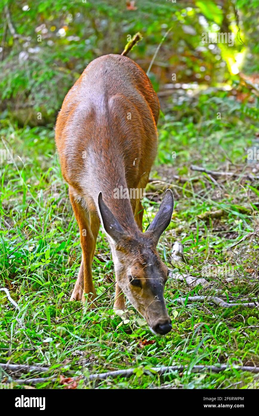 Les cerfs de Virginie mangent des feuilles fraîches, en Amérique du Nord Banque D'Images