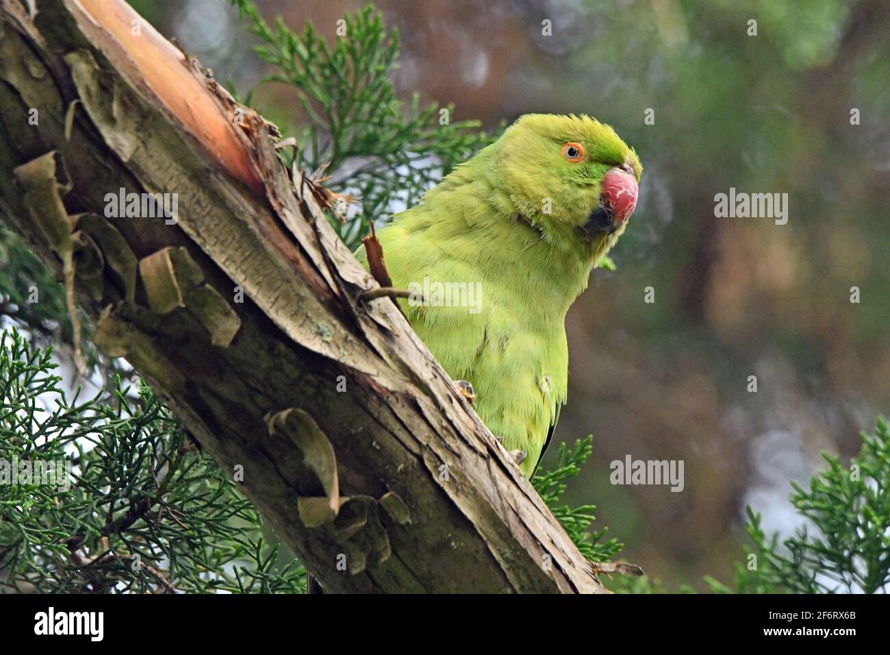 Parakeet rosé (Psittacula krameri), parakeet à col circulaire Banque D'Images
