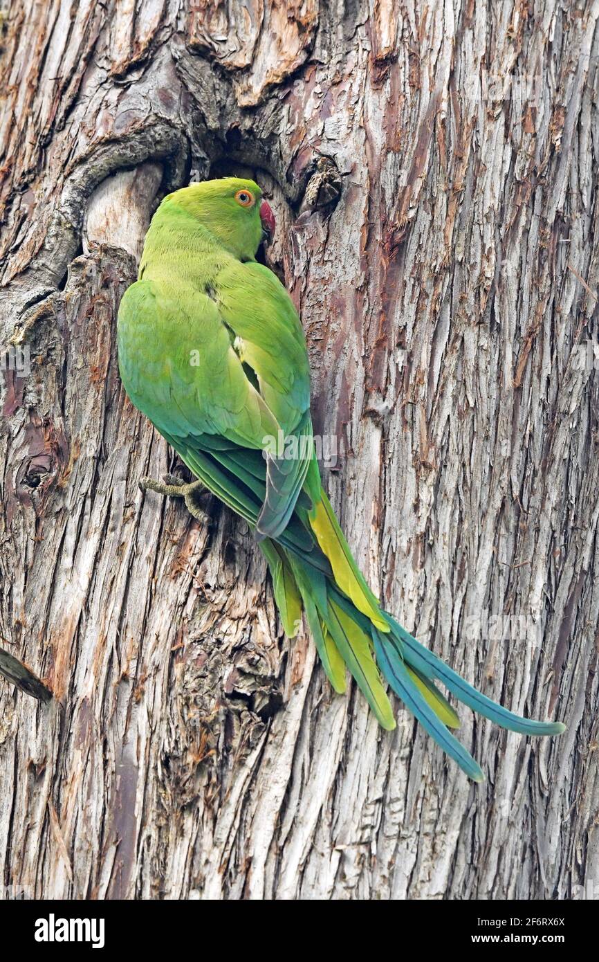 Parakeet rosé (Psittacula krameri), parakeet à col circulaire Banque D'Images