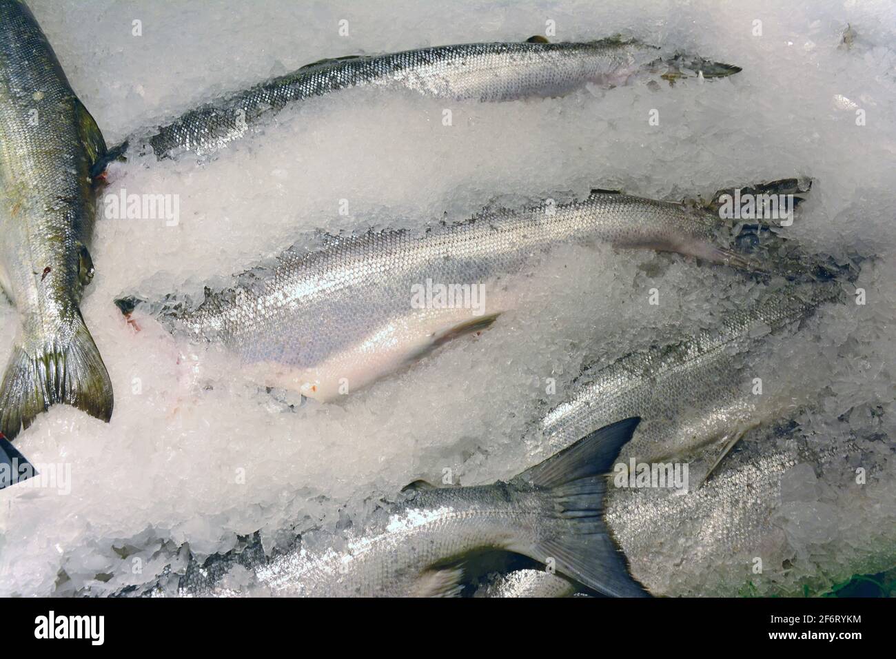 Saumon frais congelé dans la glace, prêt à être vendu sur le marché. Banque D'Images