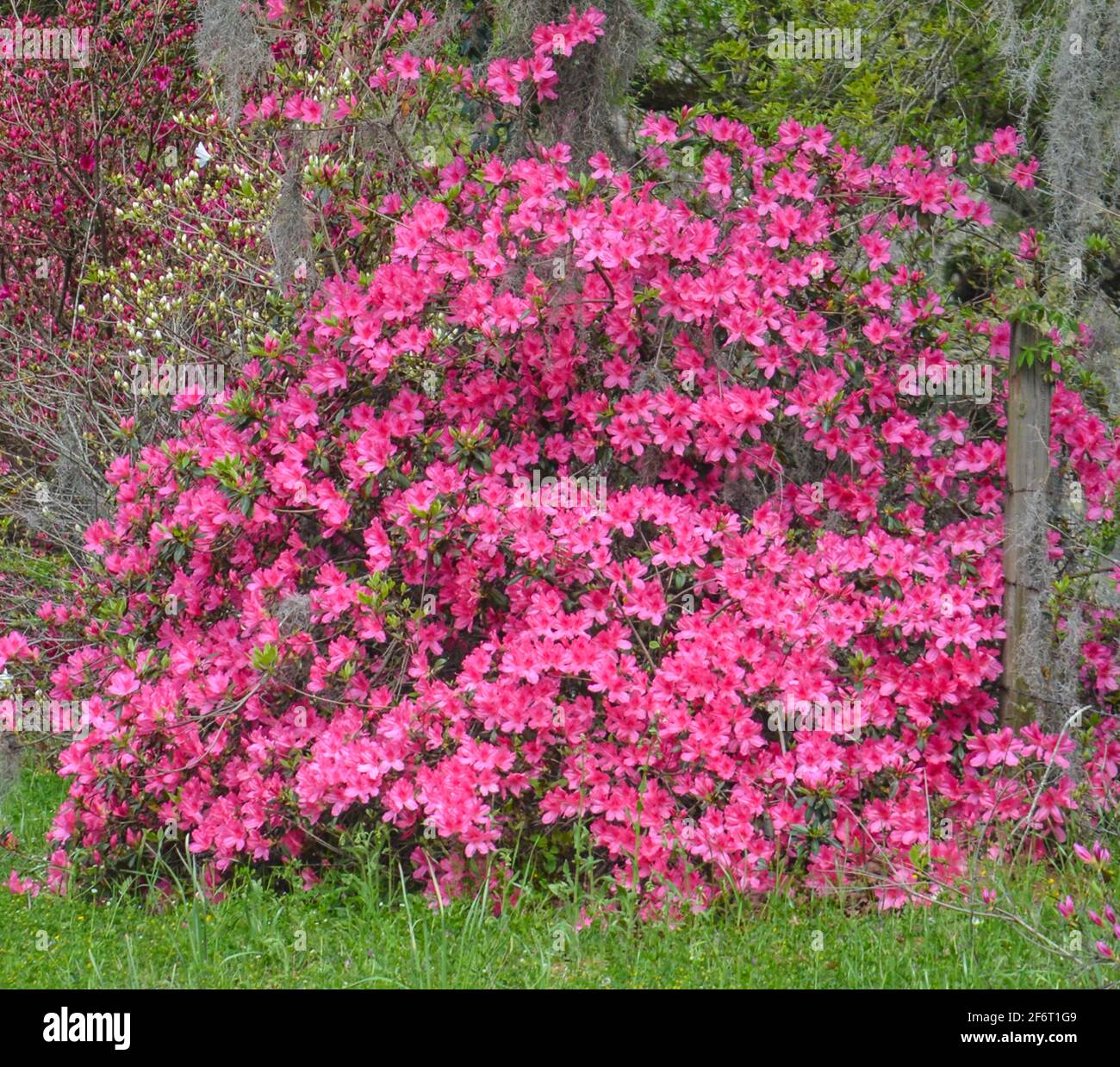 Les azalées hybrides de Mollis roses, ont de belles fleurs au printemps et à l'automne. Ceux-ci sont en croissance au Mississippi Banque D'Images