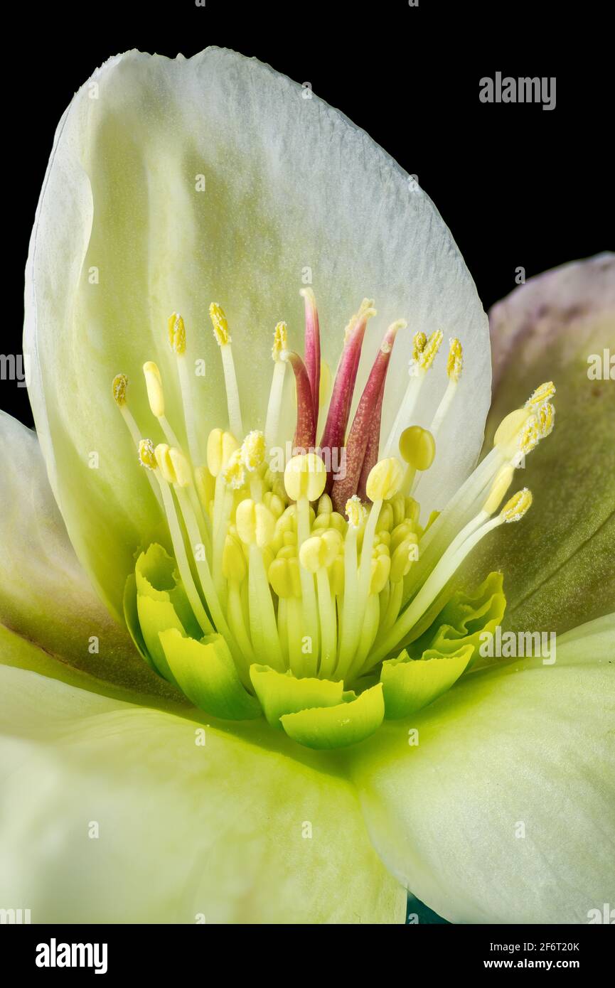 Vue macro du centre de la fleur Helleborus orientalis, montrant toutes les parties reproductrices. Banque D'Images