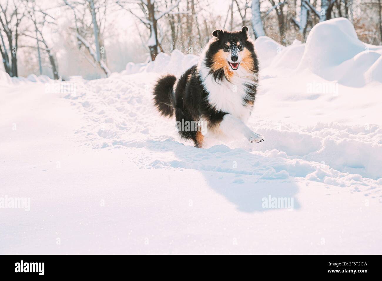 Funny Jeunes Shetland Sheepdog Sheltie, Collie, Course rapide en plein air parc enneigé. Animal ludique en hiver Forêt. Banque D'Images