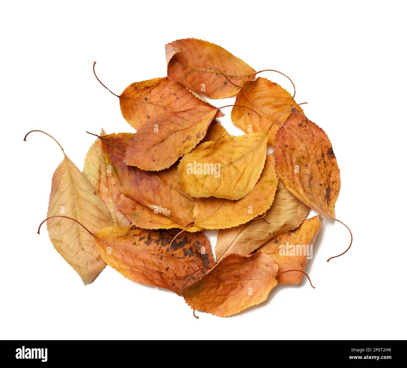 pile de feuilles de cerisier d'or sèches isolées sur fond blanc, vue de dessus. Banque D'Images