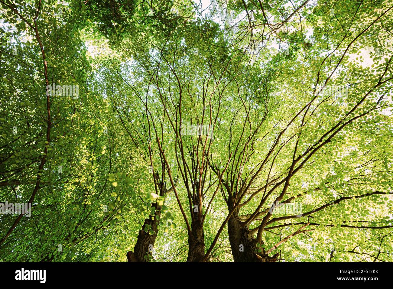 Ciel vert d'été de grands arbres. Forêt à feuilles caduques, nature d'été à Sunny Day. Branches supérieures de l'arbre avec feuillage vert frais. Vue en angle bas. Banque D'Images