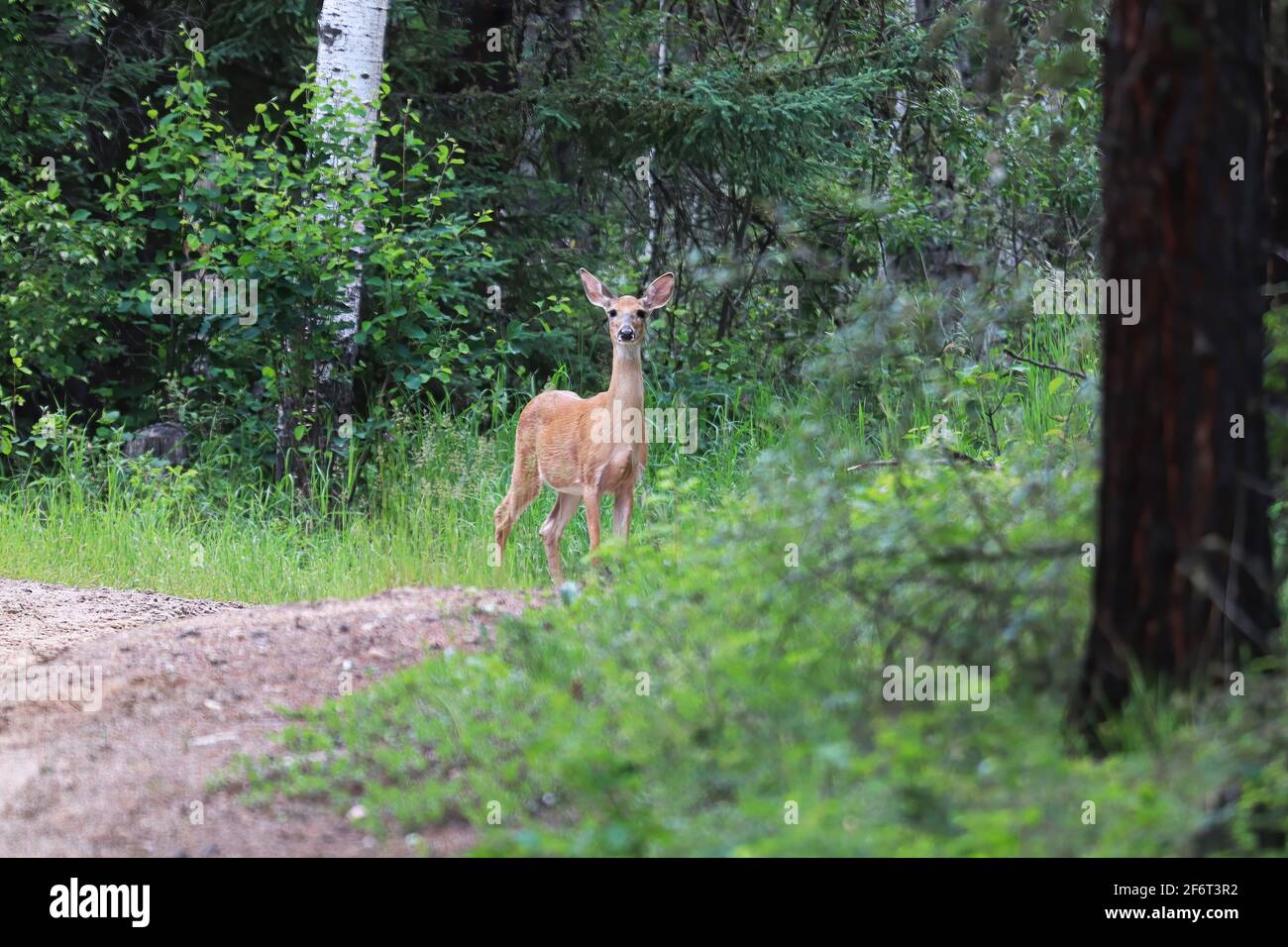 Un jeune doe regarde depuis le bord de la forêt Banque D'Images