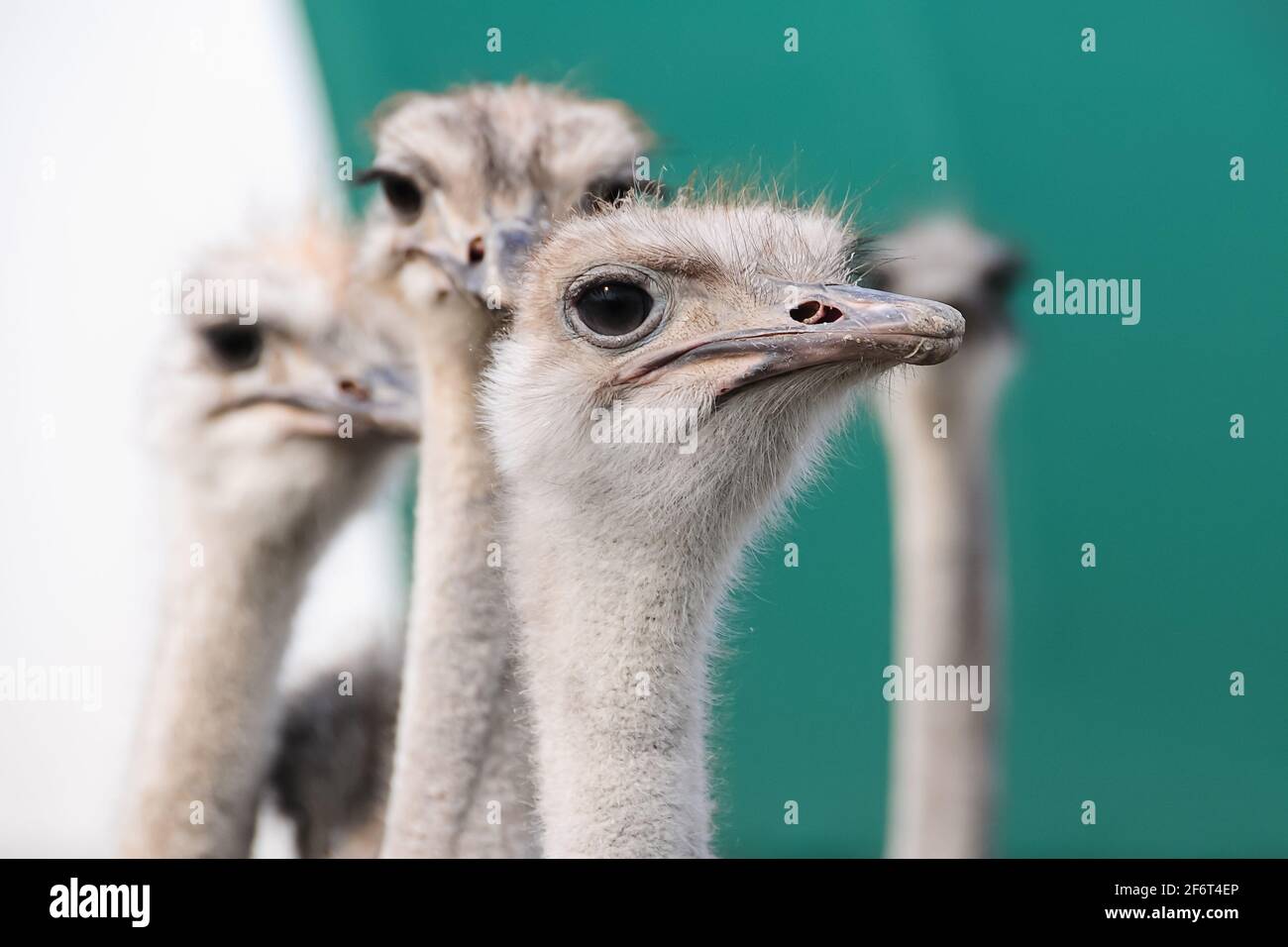 portrait de la tête d'oiseau d'autruche dans le parc. Banque D'Images