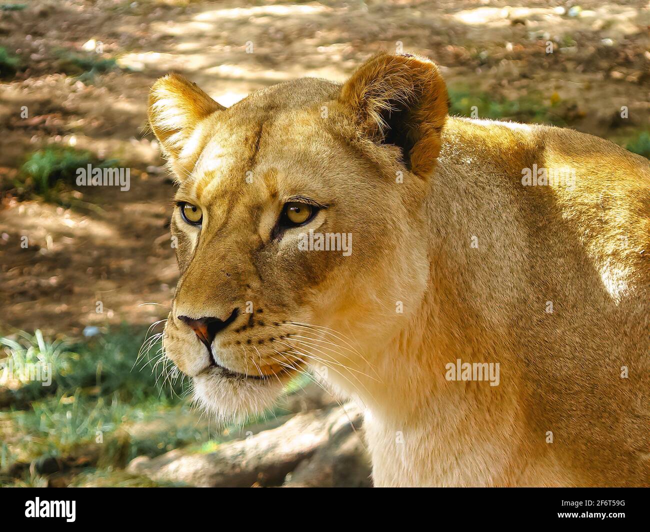 Lion féminin (Panthera leo). Banque D'Images