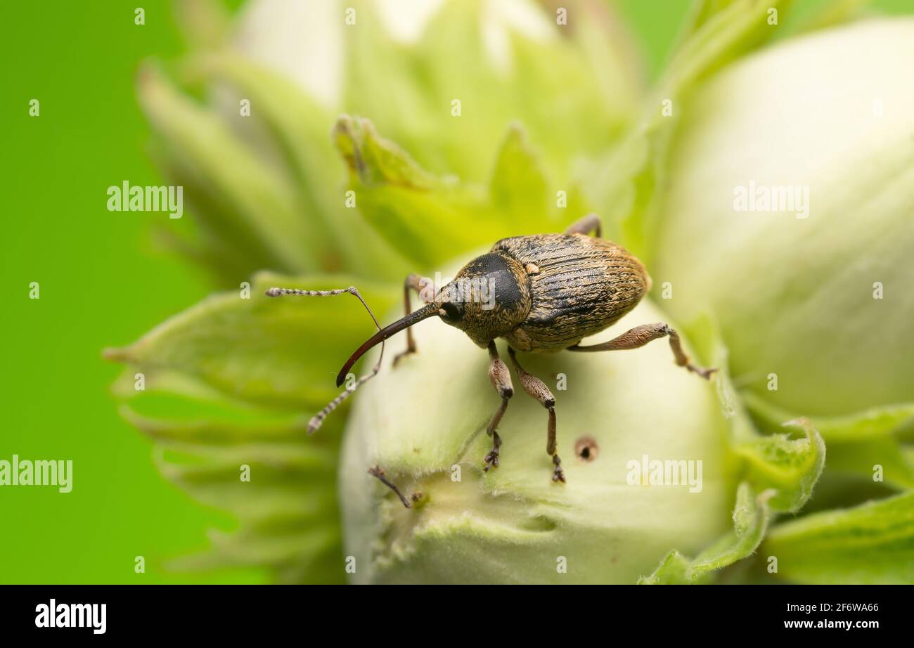 Charançon de la noix, curculio nucum sur noisette Banque D'Images